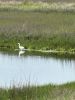 Filename=Shepley_Egret.jpg
Filesize=132KiB
Dimensions=540x720
Date added=May 29, 2025 Shepley_Egret.jpg