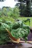 Veg-Gardens-082224-Mick-547.jpg