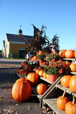 Fall on the Farm
Pumpkins and mums are tell-tale signs that autumn is in full bloom in the tri-town area. Here the seasonal gourds are lined up at Eastover Farm in Rochester awaiting someone to bring them home to adorn their front porch. (Photo by Robert Chiarito).
